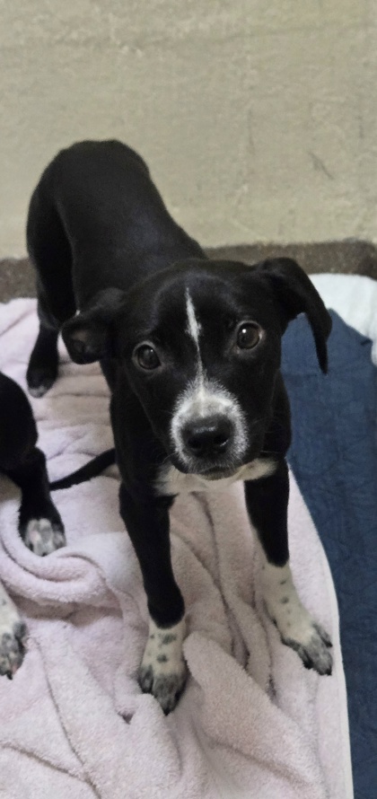 96054A LEO - American Staffordshire Terrier / Mix available for adoption