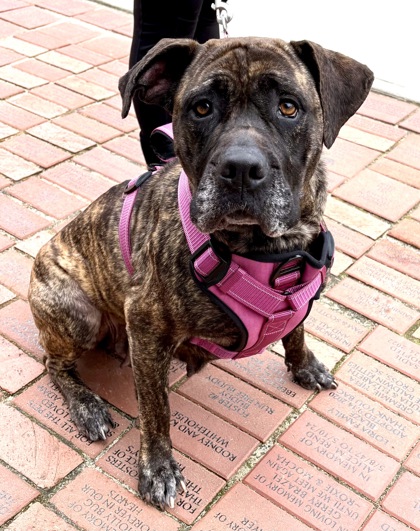 2533b Hera - Adoption Ambassador photo