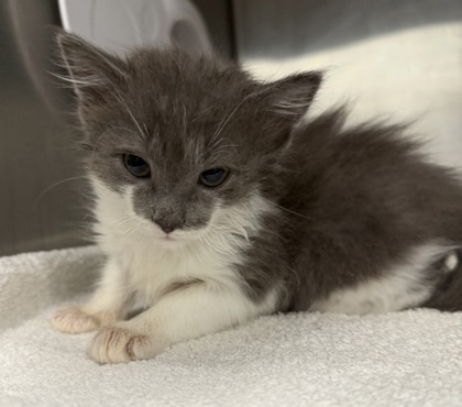 07410B FAUNA - Domestic Medium Hair / Mix available for adoption