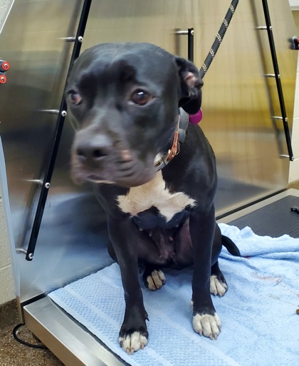 95643A Chloe