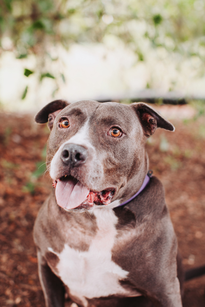 95584A STANLEY - American Staffordshire Terrier / Mix available for adoption