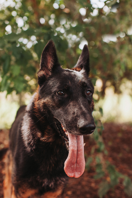 95711A HARDY - German Shepherd / Mix available for adoption