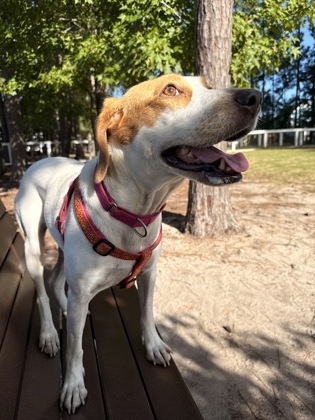 06943B FAWN - ADOPTION AMBASSADOR - Hound / Mix available for adoption