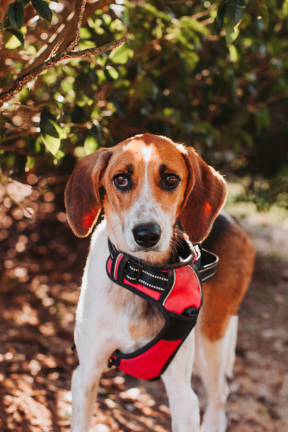 97308A RONNI - American Foxhound / Mix available for adoption