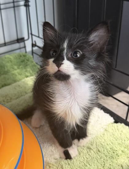 07877B REX - Domestic Shorthair / Mix available for adoption