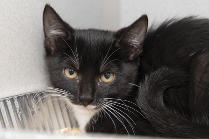 07908B ANNA - Domestic Shorthair / Mix available for adoption