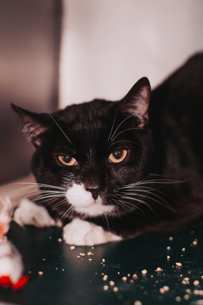 95028A CHIPPY - Domestic Shorthair / Mix available for adoption