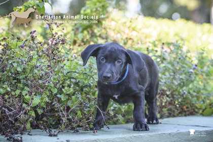 08542B TAYLOR - Labrador Retriever / Mix available for adoption