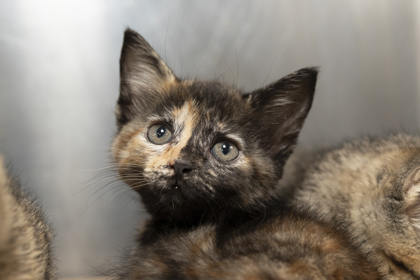 07991B TATER TOT - Domestic Shorthair / Mix available for adoption