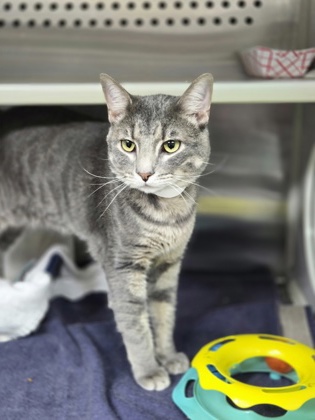 95998a Keanu Driver- PetSmart North Charleston