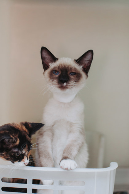 00758B EQUINOX - Siamese / Mix available for adoption