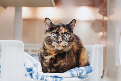 95740A MEREDITH - Domestic Shorthair / Mix for adoption in Mount Pleasant