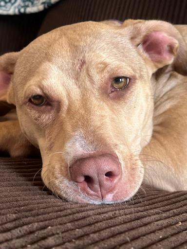 2451B Nala - Adoption Ambassador photo