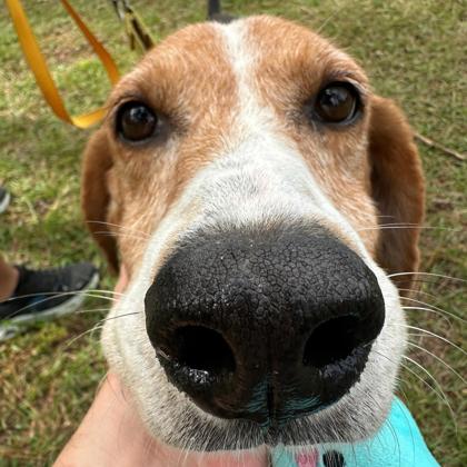 07835B NAVY - Hound / Mix available for adoption