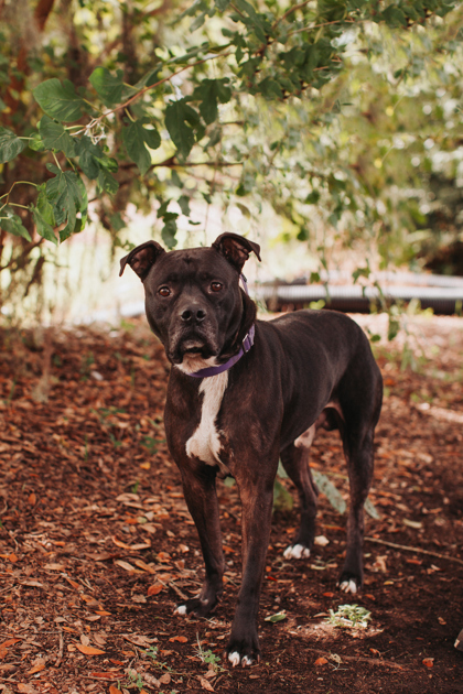 96243A RENEGADE - American Staffordshire Terrier / Mix available for adoption