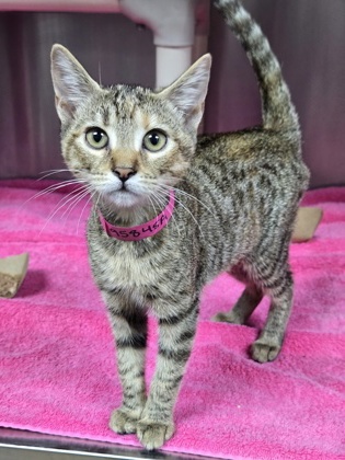 95845a Nova- PetSmart North Charleston