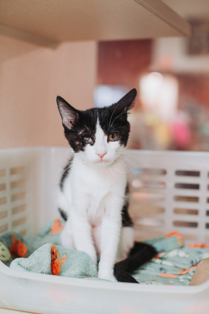 95437A MILLIE - Domestic Shorthair / Mix available for adoption