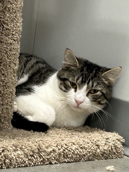 01407b Waffleton photo