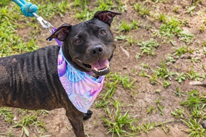 07404B AMBER - Terrier / Mix available for adoption
