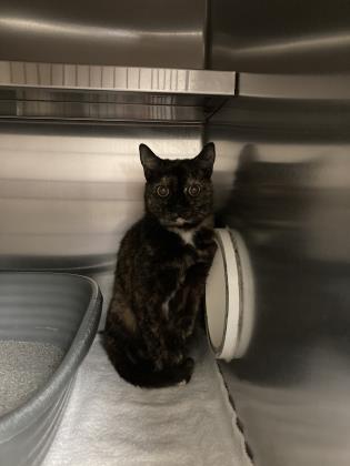 48306A Tootsie