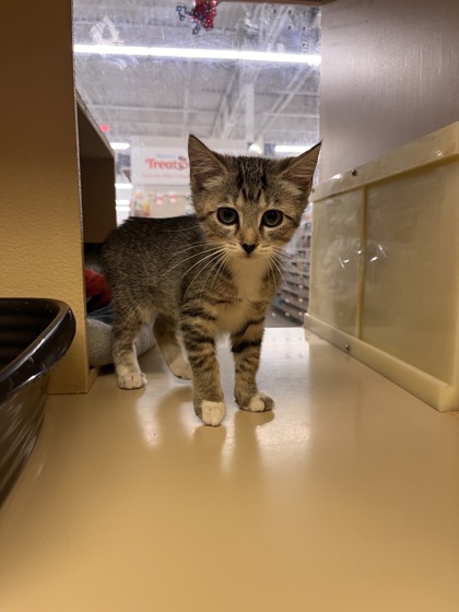 07307B CARIN - PETSMART SUMMERVILLE - Domestic Shorthair / Mix available for adoption