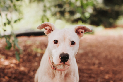 95191A DOLLY P - American Staffordshire Terrier / Mix for adoption in Charleston