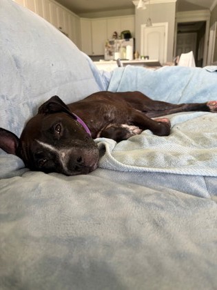04700B MISS MOLLY - ADOPTION AMBASSADOR - Terrier / Mix available for adoption