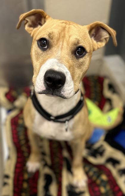 07609B SLAPPY - American Pit Bull Terrier / Mix available for adoption