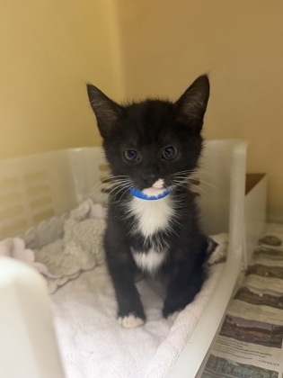 96669A OREO - PETSMART JAMES ISLAND - Domestic Shorthair / Mix available for adoption