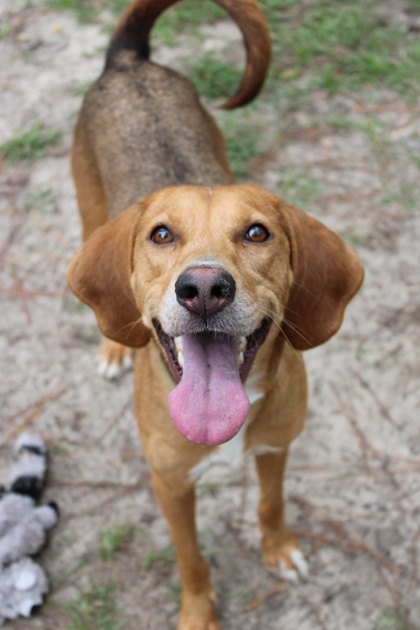 08395b Dixie