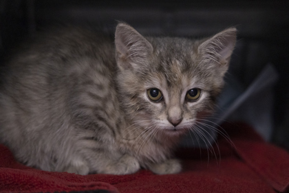 08721B COOKIE DOUGH- PETSMART NORTH CHARLESTON - Domestic Shorthair / Mix available for adoption