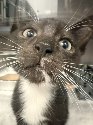 07700B BLACK JACK - Domestic Shorthair / Mix available for adoption