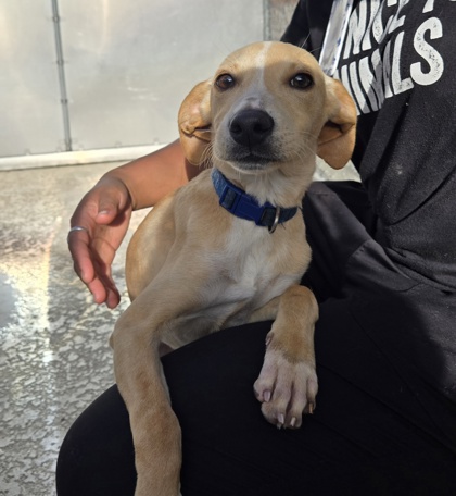 08562B BISCUIT - Hound / Mix available for adoption
