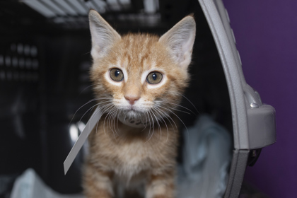 07622B MICK - Domestic Shorthair / Mix available for adoption