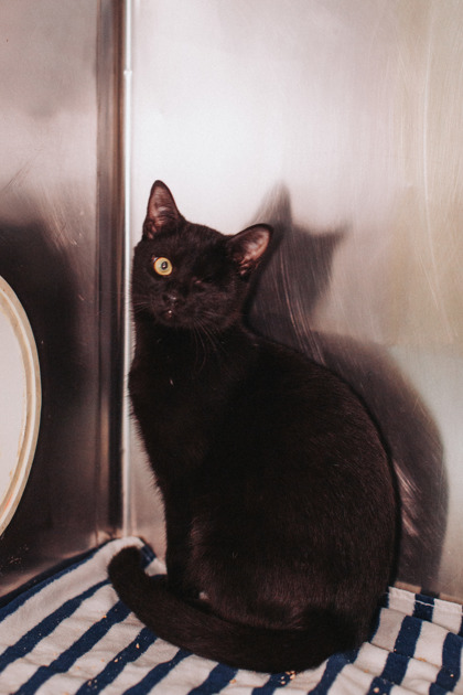 04550B GIANNA - Domestic Medium Hair / Mix available for adoption