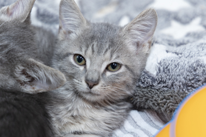07888B FRIZZLE - Domestic Shorthair / Mix available for adoption