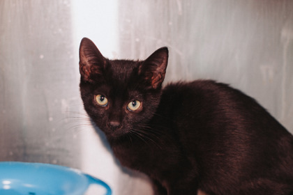 08707B HARRIET - Domestic Shorthair / Mix available for adoption