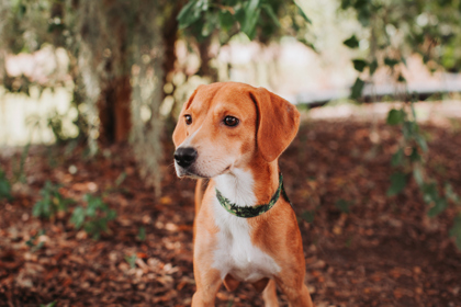 07248B LINDA - Hound / Mix available for adoption