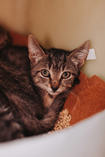 96830A HOWIE - Domestic Shorthair / Mix available for adoption