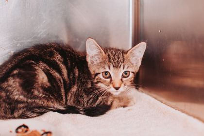 96314A BERRY - Domestic Shorthair / Mix available for adoption