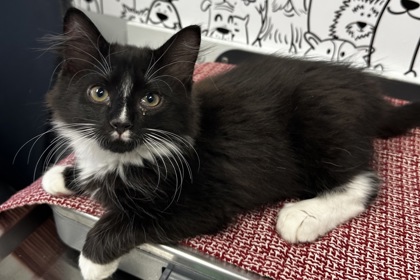 04552B HERCULE POIROT - SUMMERVILLE PETSMART