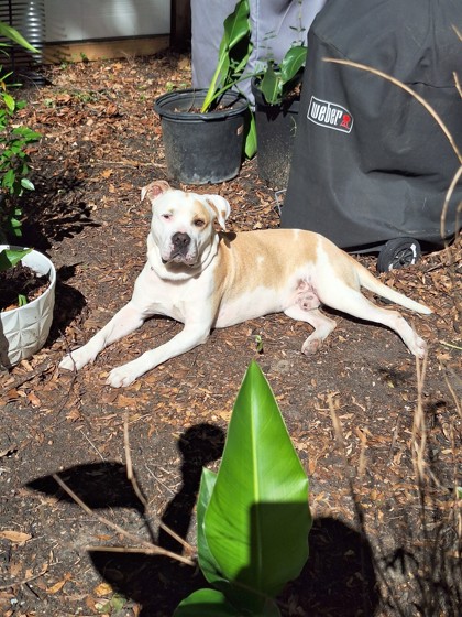 96833A DEACON - ADOPTION AMBASSADOR - American Staffordshire Terrier / Mix available for adoption
