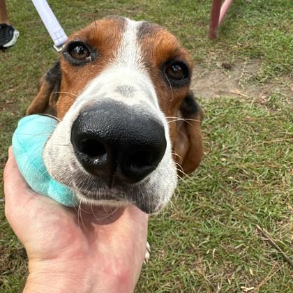 07836B COAST GUARD - Hound / Mix available for adoption
