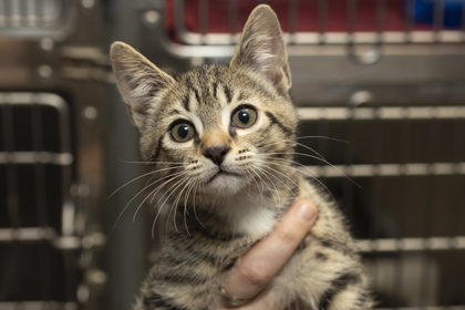 07197B SORBET - Domestic Shorthair / Mix available for adoption