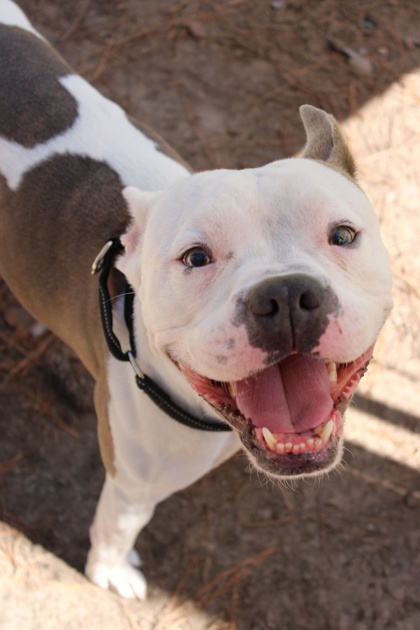 07694B BUCKAROO - American Staffordshire Terrier / Mix available for adoption