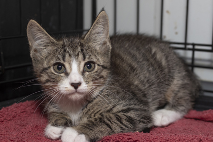 07664B WEDNESDAY - Domestic Shorthair / Mix available for adoption
