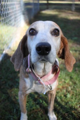 01828b Florence - Adoption Ambassador photo