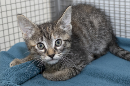 07995B FIONA - Domestic Shorthair / Mix available for adoption