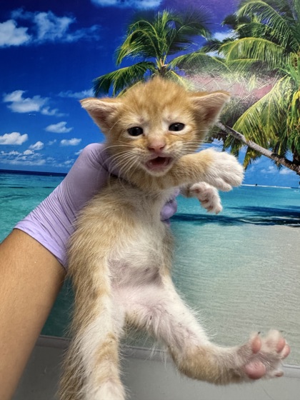04418B Peanut photo