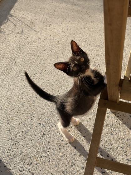 07642B PEEP - Domestic Shorthair / Mix available for adoption